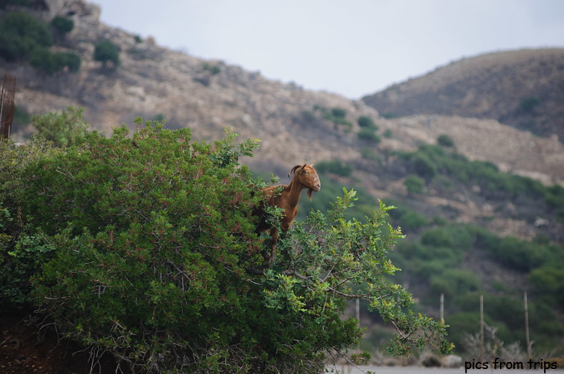 goat in the shrubs2010d17c076.jpg